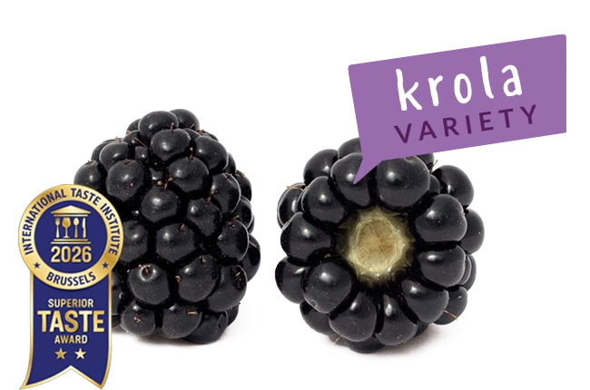 moras_berryum_krola_taste_award